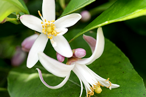 レモンの花は、最初濃いピンク色のツボミから真白い花を咲かせます。