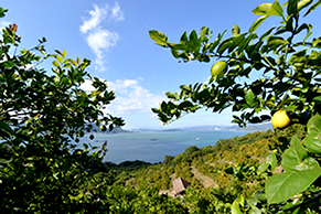 花の咲く頃には、島全体がレモンの香りに包まれます